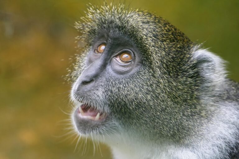 De nouveaux biomarqueurs pour mieux évaluer le bien-être des animaux sauvages
