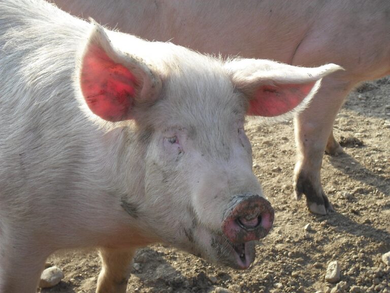 H5N1 chez le porc : une menace émergente et l’urgence d’une réponse “One Health”