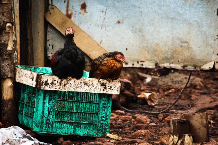 Campylobactériose, salmonellose, cryptosporidiose : des maladies humaines souvent d’origine animale