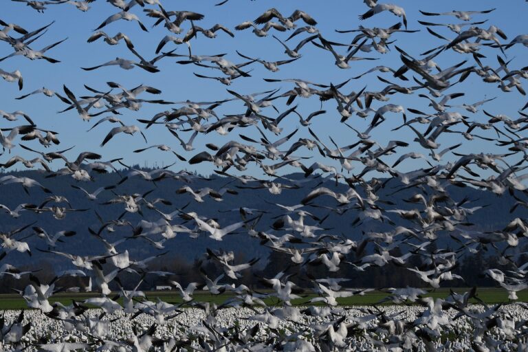 Influenza A (H6) : un virus aviaire sous-estimé qui inquiète désormais les experts