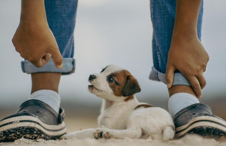 Covid-19 : la relation chiot-enfant pendant la pandémie n’a pas été un remède miracle
