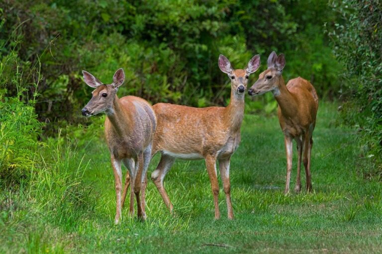 Covid 19 : le variant Alpha persiste chez les cerfs de Virginie bien après sa disparition chez l’humain