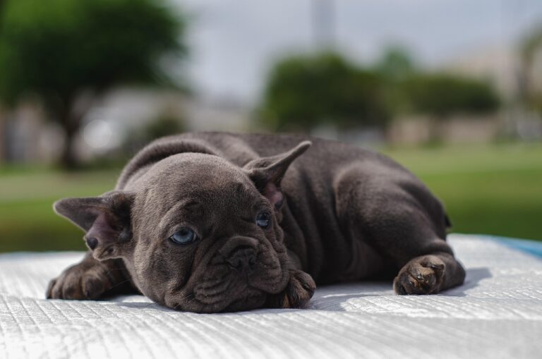 Parvovirose canine : une avancée décisive pour le diagnostic et la prévention