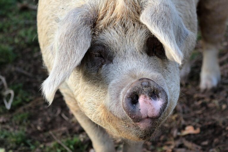H5N1 chez le porc : une menace émergente et l’urgence d’une réponse “One Health” H5N1 chez le porc : une menace émergente et l’urgence d’une réponse “One Health”