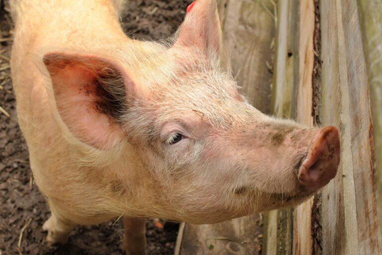Peste porcine africaine : ce que la science apporte vraiment au terrain Peste porcine africaine : ce que la science apporte vraiment au terrain
