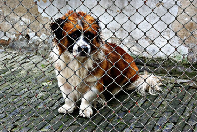 Chiens anxieux en refuge : une rééducation dès leur arrivée réduit plus vite le stress sans retarder l’adoption