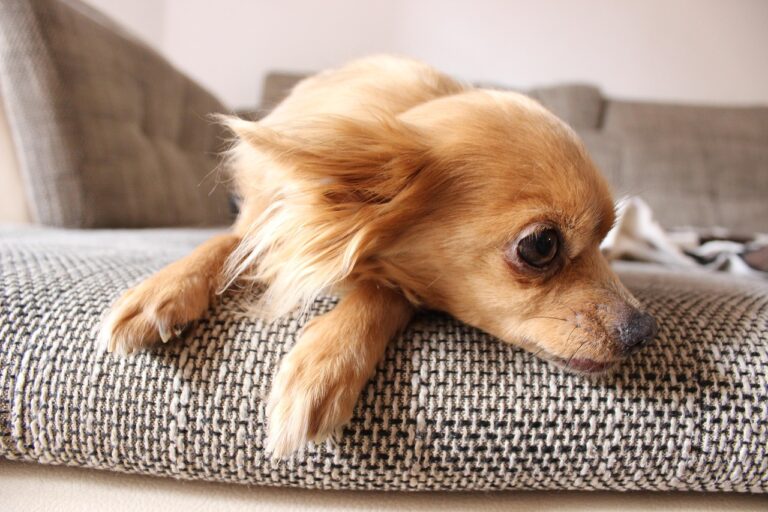 Covid-19 : un propriétaire positif augmente nettement la séropositivité chez son chien