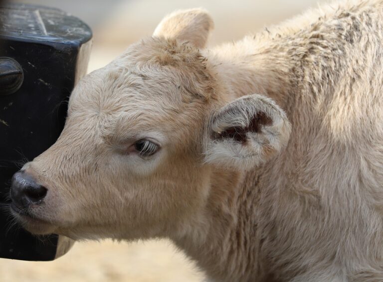 Bien-être des bovins viande : l’Efsa hiérarchise les manquements et les leviers d’action