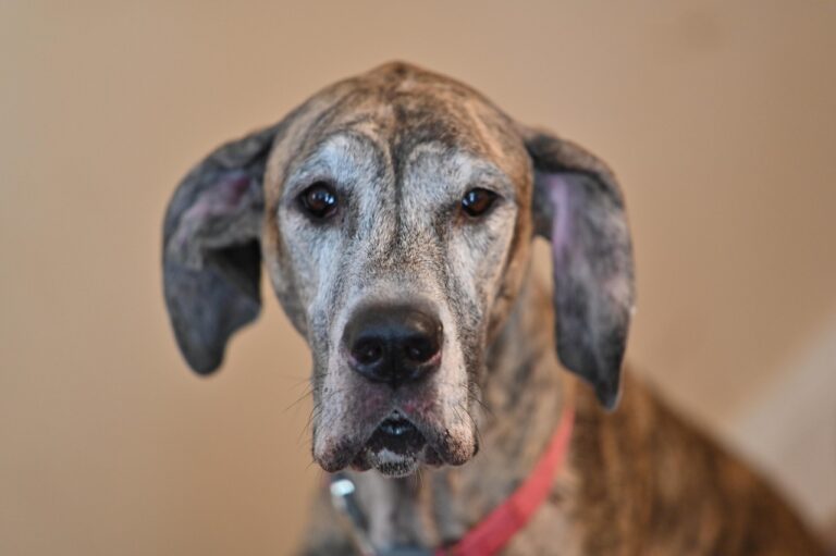 Vieillissement chez le chien : des facteurs génétiques et environnementaux à une approche préventive des comorbidités