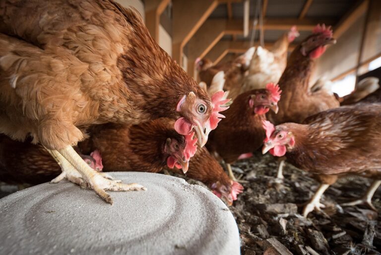 Influenza aviaire : un système d’alerte précoce dopé à l’IA dans les élevages de poules pondeuses