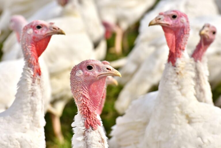 Influenza aviaire : l’environnement et la biosécurité influent sur la transmission du virus aux élevages de volailles Influenza aviaire : l’environnement et la biosécurité influent sur la transmission du virus aux élevages de volailles