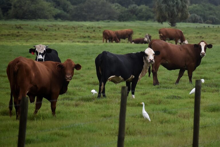 Grippe aviaire H5N1 chez les bovins : une adaptation progressive du virus à son hôte Grippe aviaire H5N1 chez les bovins : une adaptation progressive du virus à son hôte