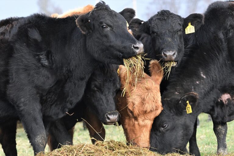 Grippe aviaire : la filière des bovins à viande pas (encore) concernée
