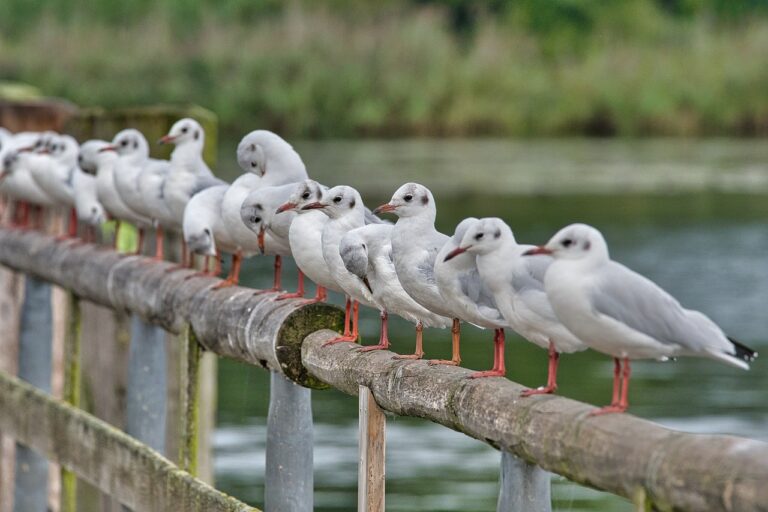 Influenza A chez les oiseaux : le réservoir qui ne s’éteint jamais