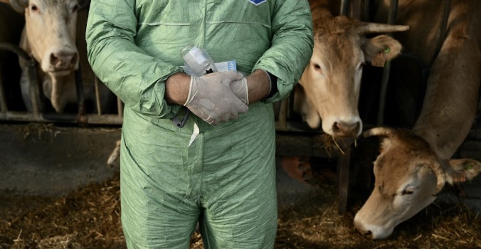 Dermatose nodulaire contagieuse : les vétérinaires victimes d’une épidémie de désinformation Dermatose nodulaire contagieuse : les vétérinaires victimes d’une épidémie de désinformation