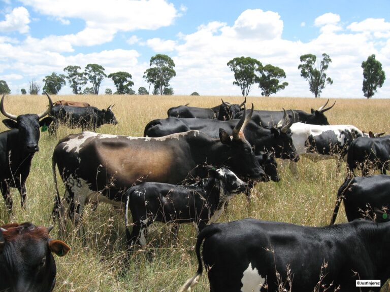 Fièvre aphteuse : les différentes voies de diffusion empruntées par le virus