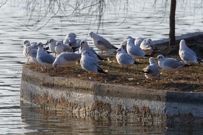 Influenza aviaire et virus grippaux d’origine animale : bilan de l’année 2024 Influenza aviaire et virus grippaux d’origine animale : bilan de l’année 2024
