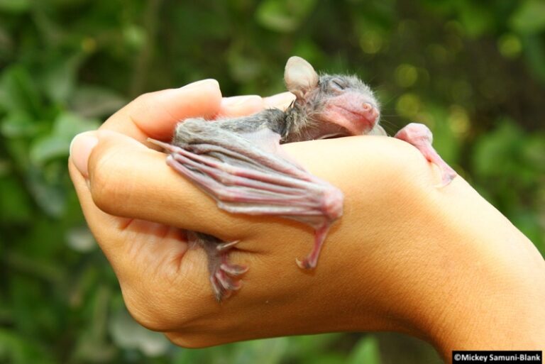 Virus de Marburg : une zoonose mortelle aux réservoirs animaux variés