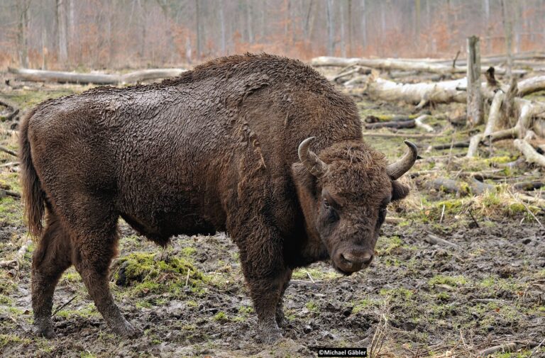 Première détection du virus H1N1 signalée chez le bison d’Europe