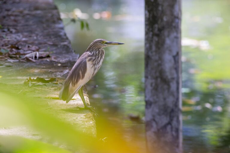 Influenza en Chine : émergence préoccupante d’un nouveau virus aviaire H6N2 réassorti