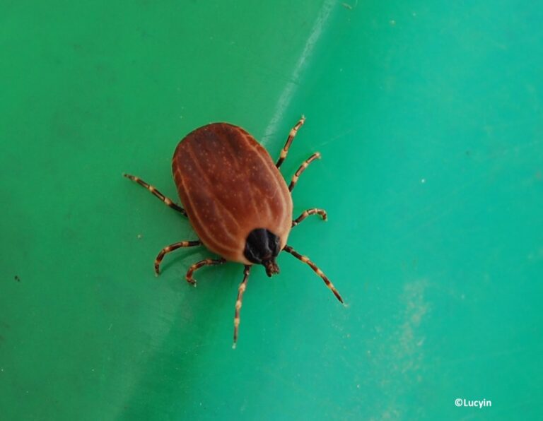Chevaux et ânes utilisés comme sentinelles pour la fièvre hémorragique de Crimée-Congo en Europe